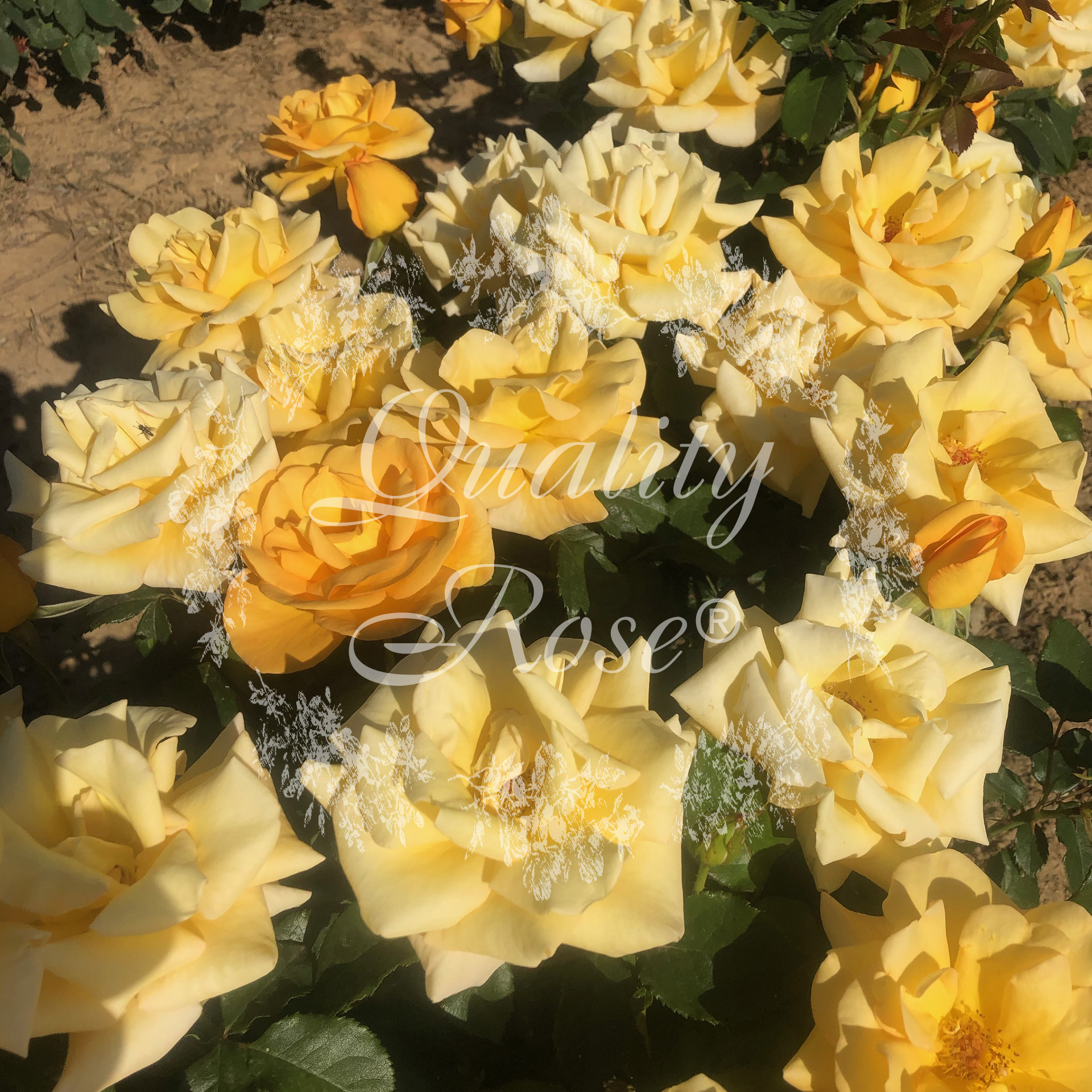 Rosa 'Melgold'